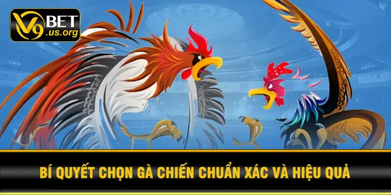 Bí quyết chọn gà chiến chuẩn xác và hiệu quả
