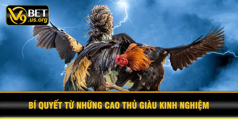 Bí quyết từ những cao thủ giàu kinh nghiệm