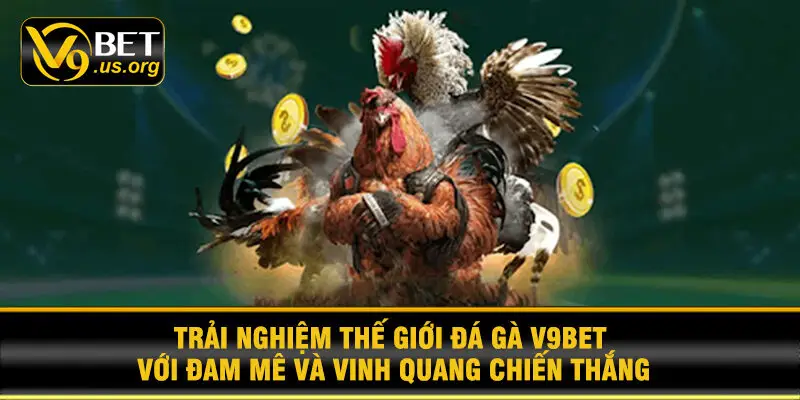 Trải nghiệm thế giới đá gà V9BET với đam mê và vinh quang chiến thắng